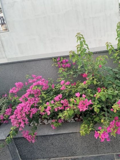 Cascading bougainvillea plants add a splash of vibrant pink color to this built-in grey granite planter, softened by a bed of white pebbles.
