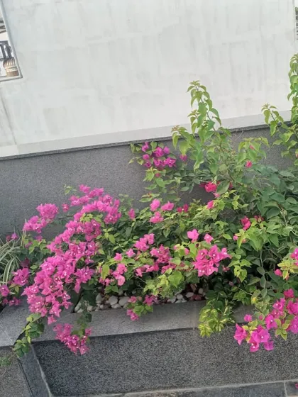 Cascading bougainvillea plants add a splash of vibrant pink color to this built-in grey granite planter, softened by a bed of white pebbles.