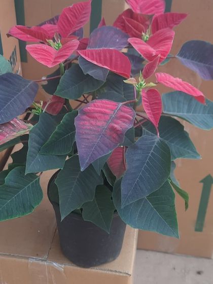 Another look at a healthy Poinsettia plant, ready for delivery. Its colorful bracts are often mistaken for flowers and bring long-lasting color indoors.