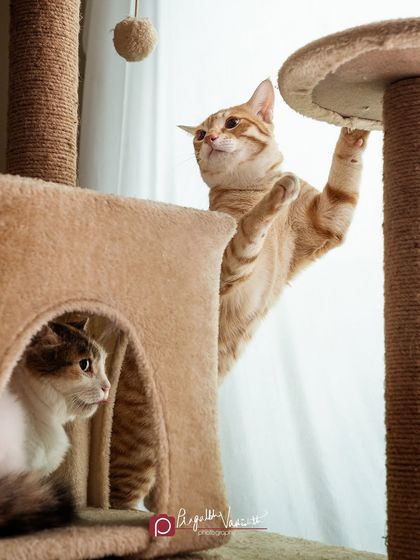 Pragalbh - Fine Art Pet Photography Feline Friends photo 6