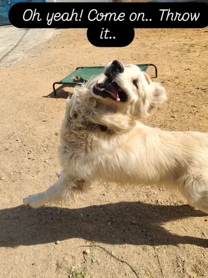 Oh yeah! Come on, throw it. The excitement is real when the ball comes out.