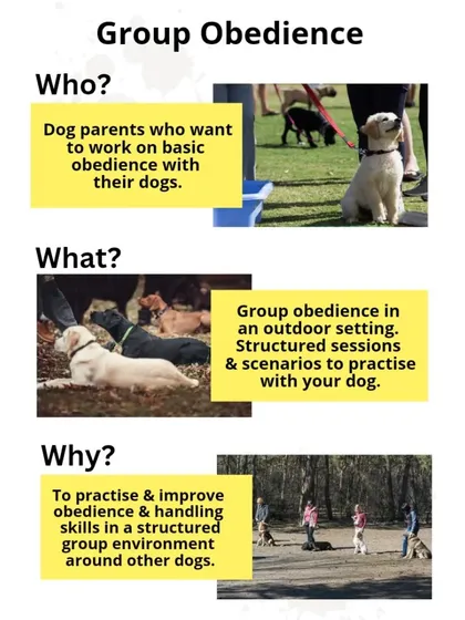 Wondering what my group obedience classes are all about? This quick guide explains who the classes are for, what we do in our outdoor sessions, and why it's one of the best ways to improve your handling skills and your dog's obedience around distractions.