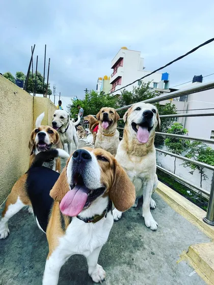 Just look at these happy faces. This is the Petaholics pack, a mix of Beagles, Labradors, and Indies, all enjoying the fresh air on our secure terrace. A happy, well-socialized dog is our number one goal.