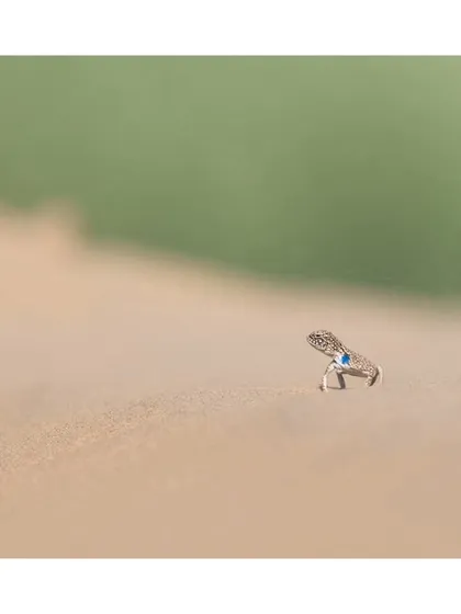 A tiny toad-headed agama with a flash of blue on its face, almost lost in the vast expanse of sand. A testament to the small wonders of the desert.