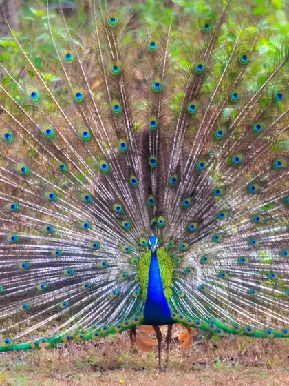 The full, magnificent display of a peacock's tail feathers during its courtship dance, known as Mayillattam.