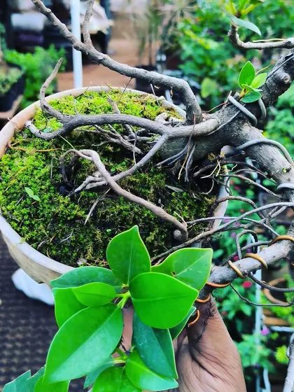 The satisfaction of seeing lush green moss covering the base of a bonsai. We use wire to train the branches, a fundamental technique in the art of bonsai styling.