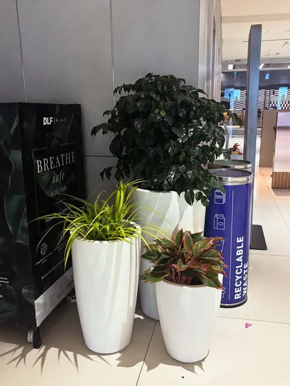 An example of my plant arrangements in a public space. These planters are placed to enhance the environment without obstructing foot traffic, next to a DLF 'Breathe Safe' unit.