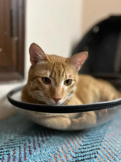 Getting a cat comfortable with their travel carrier is essential for stress-free vet visits or travel. Aubrey is relaxing in his travel backpack, showing he sees it as a safe and comfortable space.