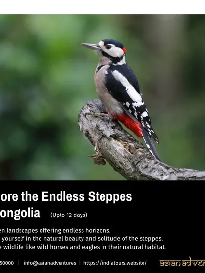 A Great Spotted Woodpecker, a widespread and recognizable species, featured on our Mongolia tour poster. This tour offers a mix of wildlife viewing and immersion in Mongolia's nomadic culture.