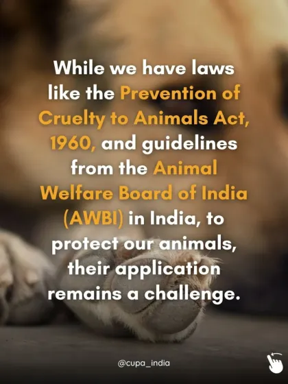 Cupa - Animal Cruelty Legal Aid & Advocacy Building a Compassionate Community photo 10