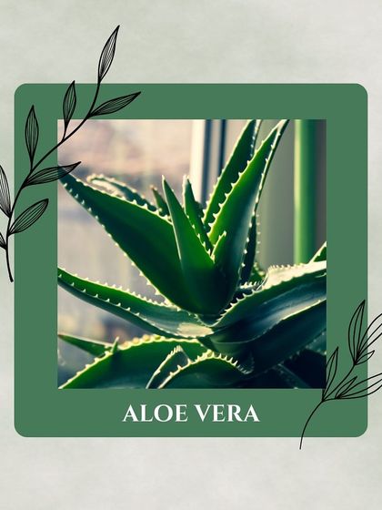 Zen Spaces - Plants & Garden Supplies Breathe Easy: Air-Purifying Plants photo 6