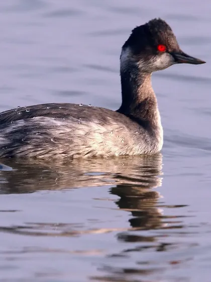 The Black-necked Grebe, with its striking red eye, is a beautiful water bird. They are expert divers and can travel thousands of kilometers during migration, becoming flightless for two months to moult safely.