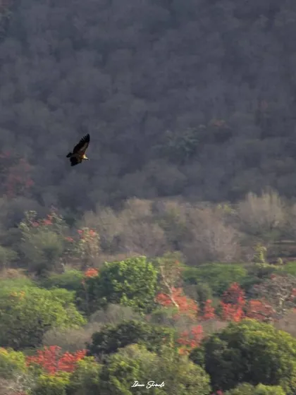 A wide-angle shot showing a Eurasian Griffon soaring over the colorful landscape of Ranthambore Forest. This image captures not just the bird, but also the vast, beautiful environment it calls home.