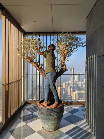 This magnificent Olive Tree finds its home on a high-rise balcony, framed by the city. Our team ensures even the most delicate specimen trees are installed with precision and care.