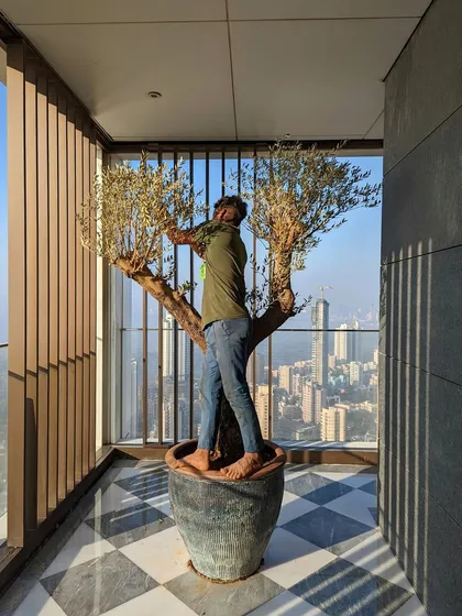 This magnificent Olive Tree finds its home on a high-rise balcony, framed by the city. Our team ensures even the most delicate specimen trees are installed with precision and care.