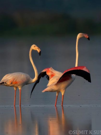 Another shot of the flamingos, their elegant forms contrasting with the distant city.