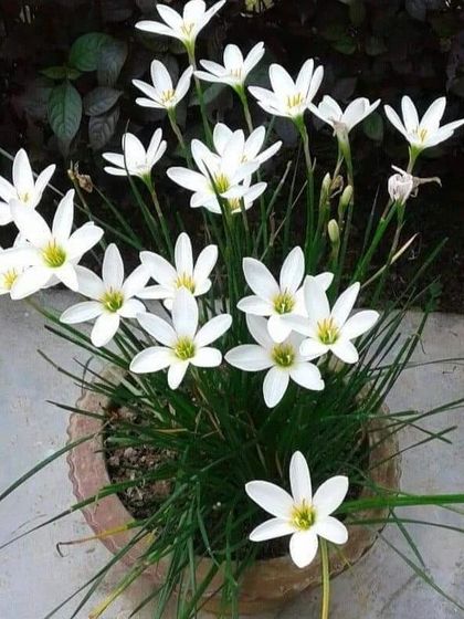 The delicate white Rain Lily offers a touch of simple elegance. They are easy to grow in pots or as a border in a garden bed.