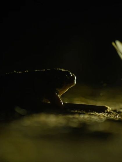A frog about to catch a termite in mid-air. Capturing these split-second moments is a thrilling part of wildlife photography.