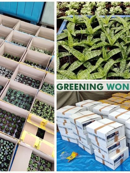 Greening Wonders - Corporate & Personal Plant Gifting Corporate & Bulk Gifting photo 12