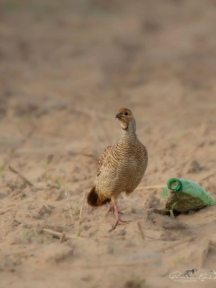 A Grey Francolin standing next to a discarded plastic bottle, a sad commentary on pollution.