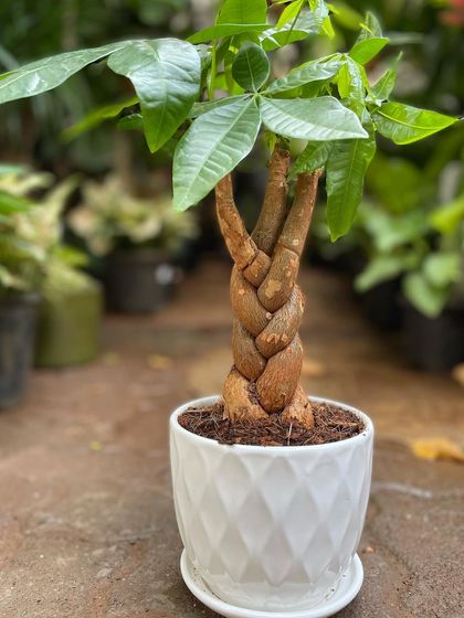 Our Nursery & Bulk Orders photo 15