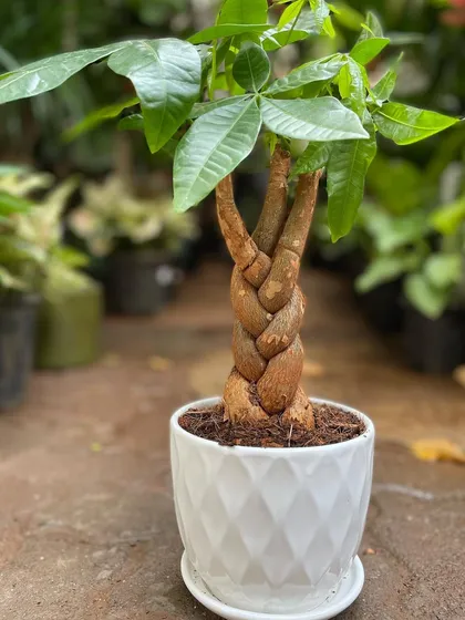 Even a small, braided Pachira Aquatica can make a beautiful statement. It's an aesthetically pleasing plant that makes a wonderful addition to a desk or tabletop, and a great gift.