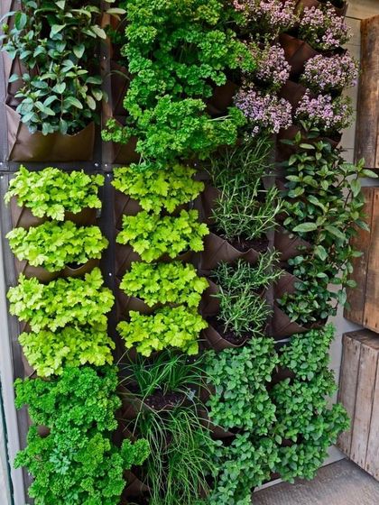 Vertical Garden Setup - Landscape Design & Execution Residential Garden Walls photo 11