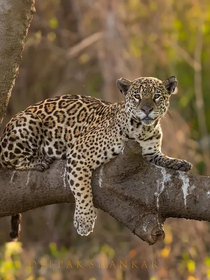 Seeing a jaguar in the Pantanal for the first time took my breath away. This powerful cat, resting on a branch, embodies the wild spirit of Brazil's wetlands. On my expeditions here, we focus on tracking these elusive predators, learning about their behavior as both land and water hunters.