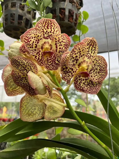 Another stunning Vanda orchid with a unique pattern of maroon spots on a yellow-green background.