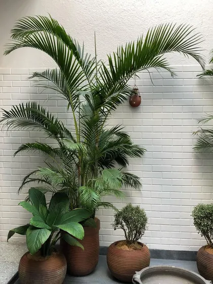 This atrium design shows how simplicity can create a profound sense of calm. We used tall Dypsis palms in terracotta pots against a white brick wall to create a clean, green, and introspective space, with a traditional brass uruli bowl to add a touch of Kerala's tranquil spirit.