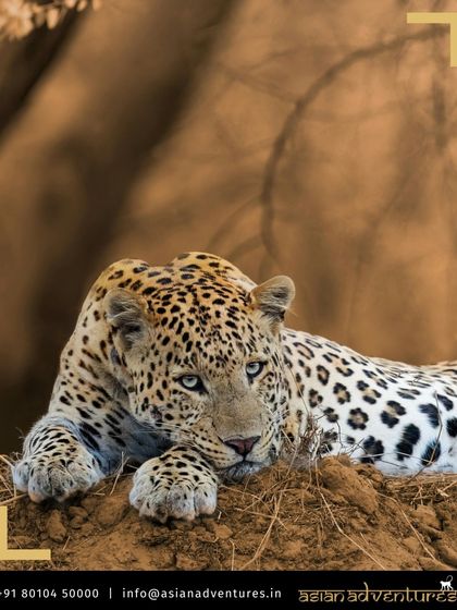 Tiger & Big Cat Safaris of India photo 5