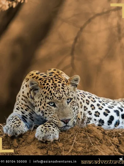 A leopard rests on a mound, its beautiful rosette-patterned coat blending with the earthy tones of Rajasthan. Our wildlife photography tours are designed to get you in the right place for such stunningly composed shots.