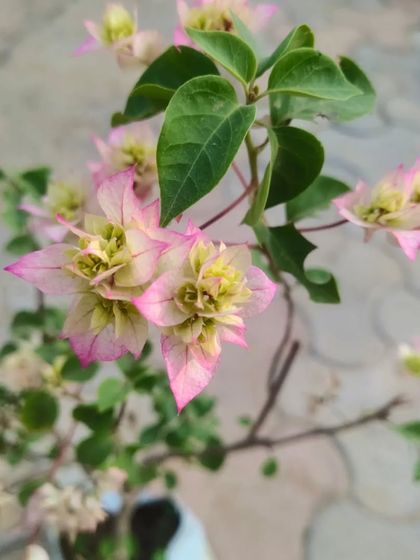 A delicate pink and white Bougainvillea. This variety has a very soft and beautiful color combination.