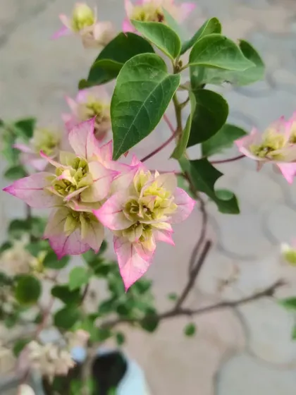 A delicate pink and white Bougainvillea. This variety has a very soft and beautiful color combination.