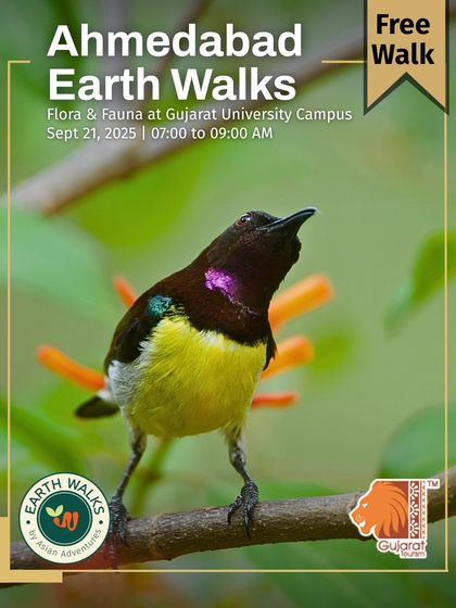 Urban Bird Watching photo 3