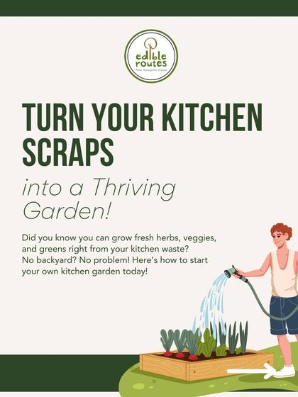 Don't throw away your kitchen scraps! This guide shows how you can turn them into a thriving garden, reducing waste and growing your own food.