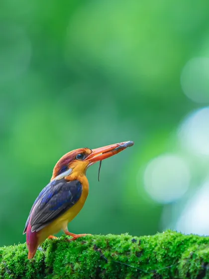 A vibrant Oriental Dwarf Kingfisher with a catch. My journey as a photographer is about capturing these fleeting moments that tell a larger story of life in the wild.