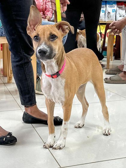 Oh My Dawg - Animal Welfare & Adoption Services Ready for a Forever Home photo 14