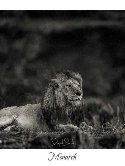 Monarch. A timeless, moody, and powerful portrait of a king in his element.