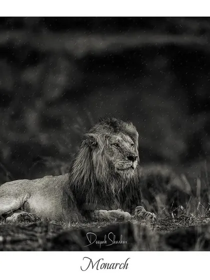 This gallery further explores the power of monochrome. Each image uses the absence of color to highlight different elements: the raw emotion of a hunt, the quiet dignity of a portrait, or the dramatic textures of the wild.