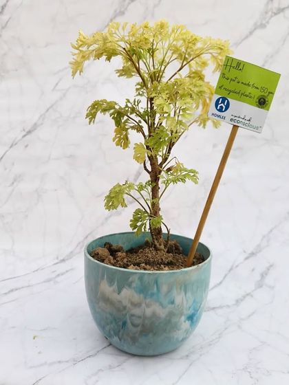 This beautiful plant finds a perfect home in our recycled plastic planter. The light blue and white marble pattern is created from different types of plastic waste, making each pot completely unique.