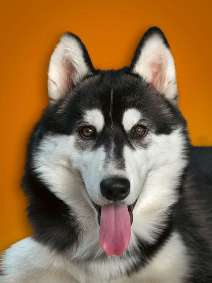 Buddy the Husky is as cool as a cucumber, which also happens to be his favorite snack. A clean, vibrant background makes his striking features and happy expression pop.