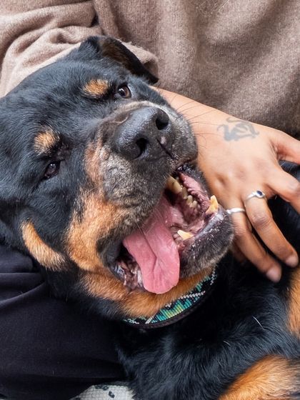 A close-up shot of Jag the Rottweiler getting a belly rub. This image perfectly captures the trust and happiness of a relaxed and loved pet.