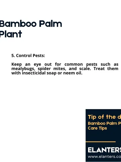 Bamboo Palm Care: Pests. Keep an eye out for common pests like mealybugs and spider mites. I recommend treating them with insecticidal soap or neem oil.