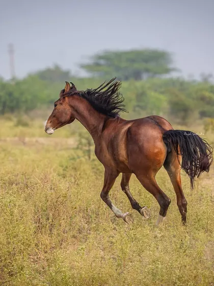 Capturing a horse in full gallop is like capturing freedom itself. This action shot shows a spirited mare running through an open field, her mane flying in the wind, embodying pure, untamed energy.