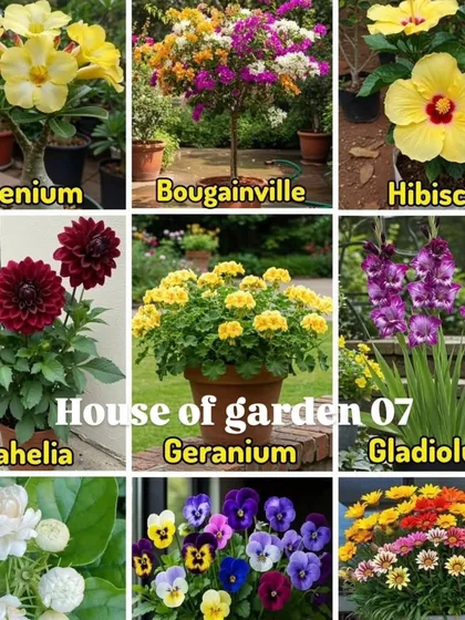 A collage of beautiful flowering plants perfect for any garden. It features Adenium, Bougainvillea, Hibiscus, Dahlia, Geranium, Gladiolus, Jasmine, Pansy, and Gazania.