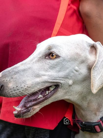 A stunning profile of a Mudhol Hound named Hakeem, captured at an animal welfare center. His elegant features are highlighted by the natural outdoor light.