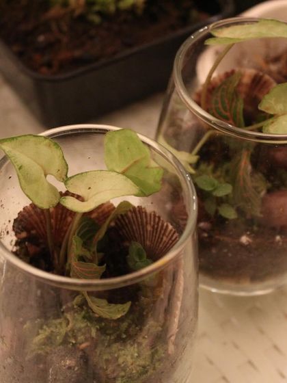 ByTheLeaf - Terrarium Workshops Corporate & Private Events photo 10