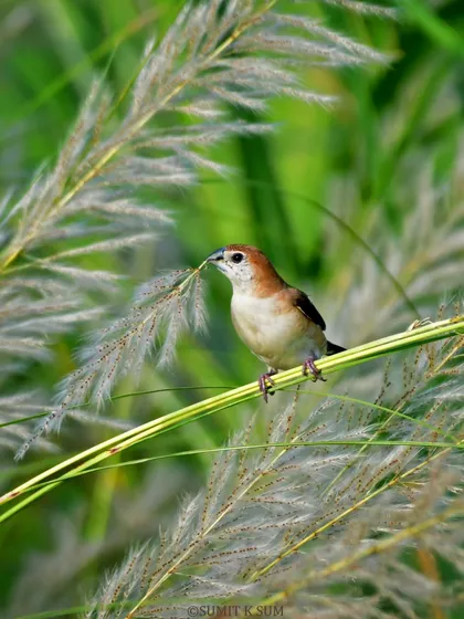 An Indian Silverbill carefully collecting nesting material from the fluffy heads of Kaans grass.