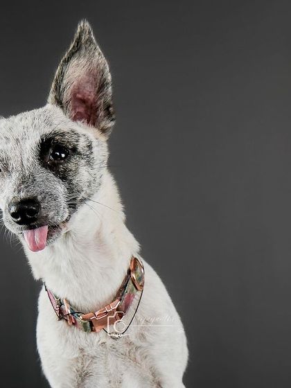 Hope, a beautiful indie with unique markings, gives a cute little "blep" for the camera in this studio portrait.